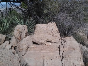Chasm Creek Fossils